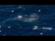 Hauraki Gulf Whale & Gannets, Aerial 2699